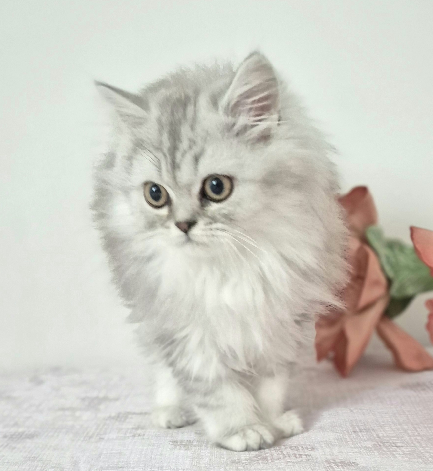 A cute Scottish Cat Family I