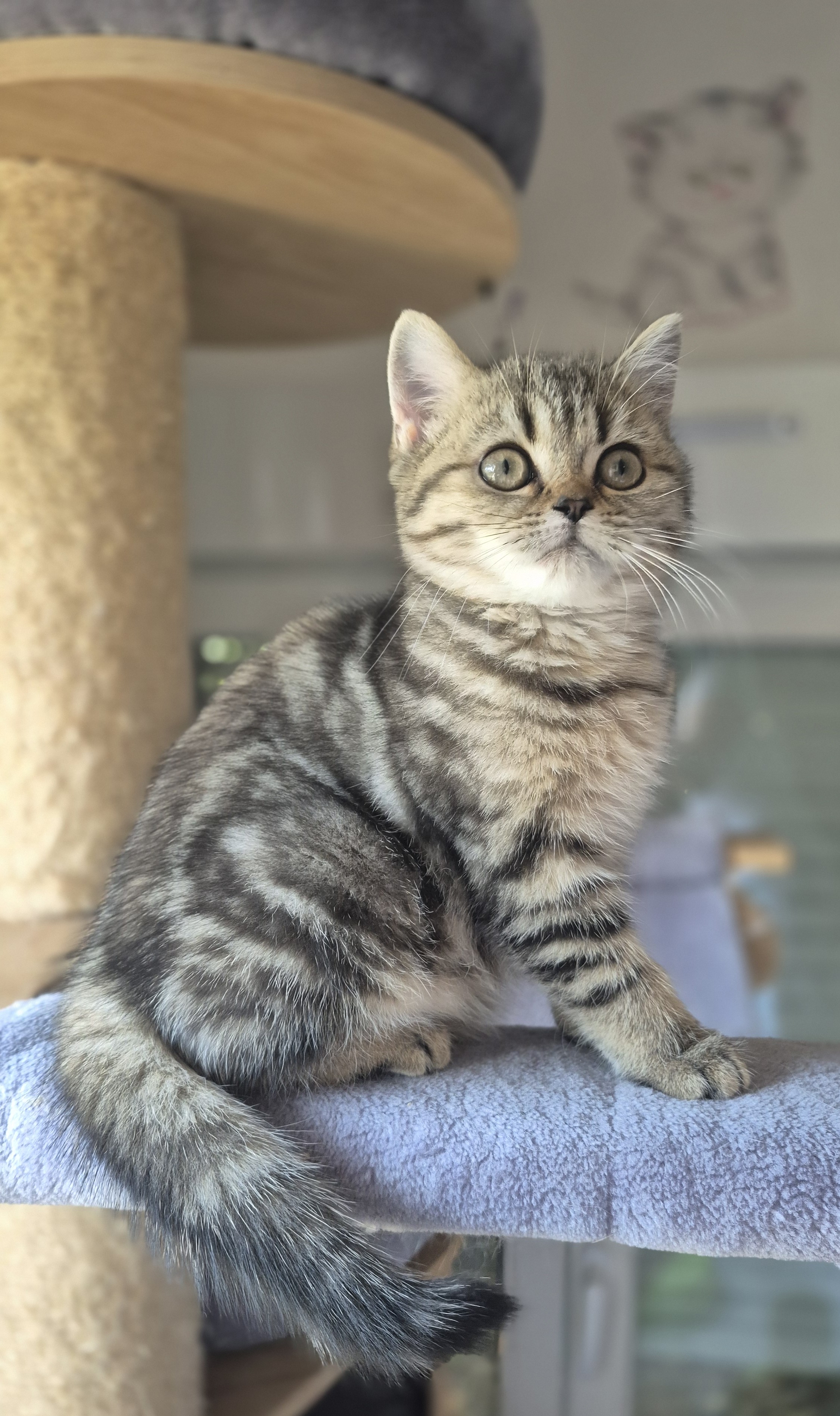 A cute Scottish Cat Family I