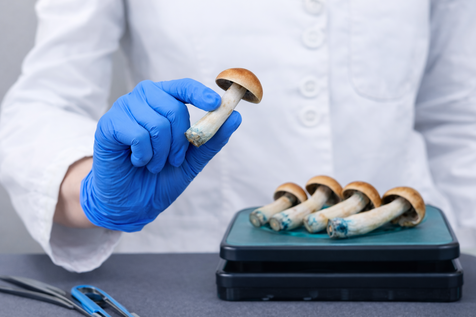Person wearing blue gloves holding a single psychedelic mushroom with a brown cap and blue-tinged stem, with several similar mushrooms on a tray in the background.