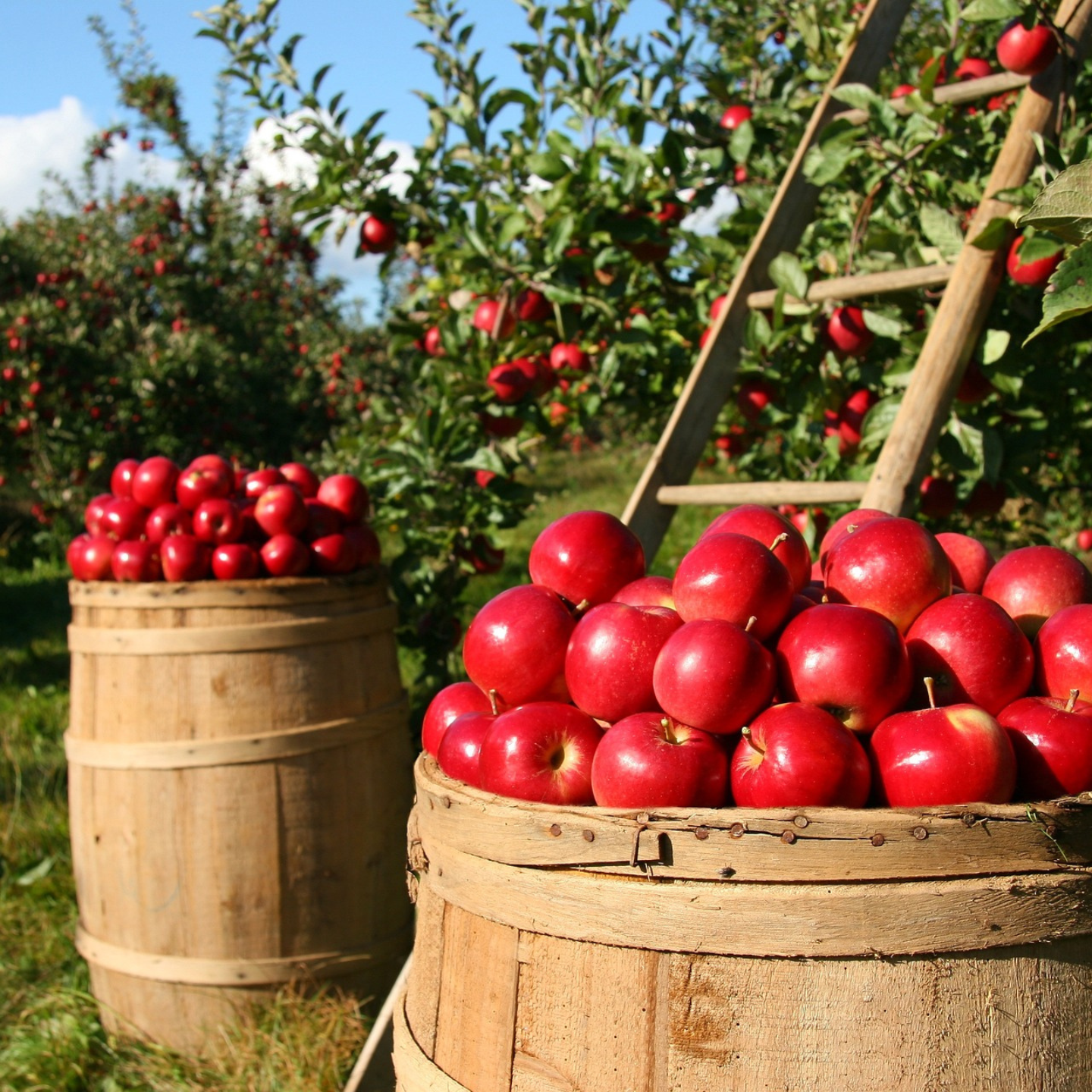 apples