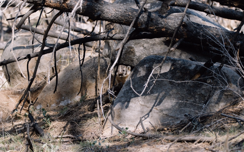 A little wildlife animal hiding behind burned trees in Oregon