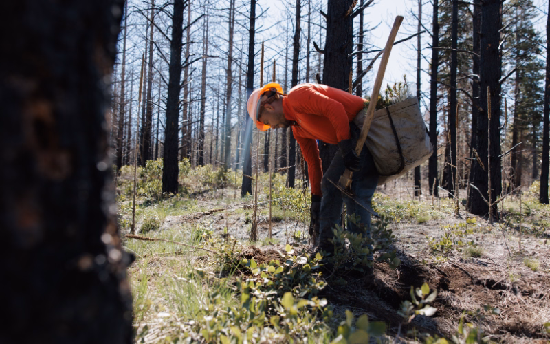 A planter in orange shirt and casket working his way through a post-wildfire site in Oregon