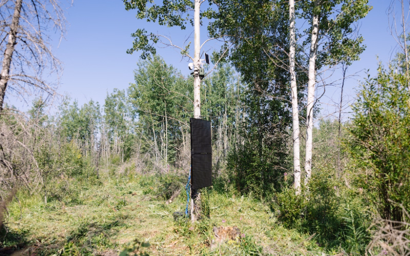 Advanced sensors and monitoring technology installed on a tree in a forest