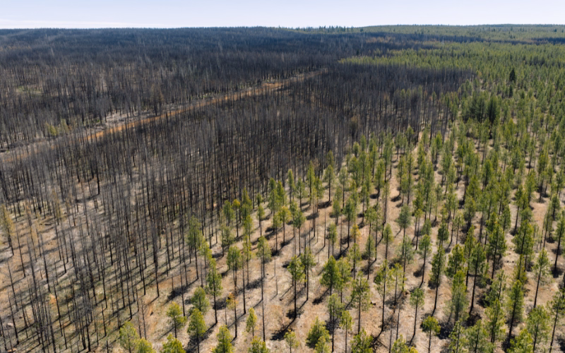A drone shot showing half burned and half green forest in Oregon, USA after wildfires