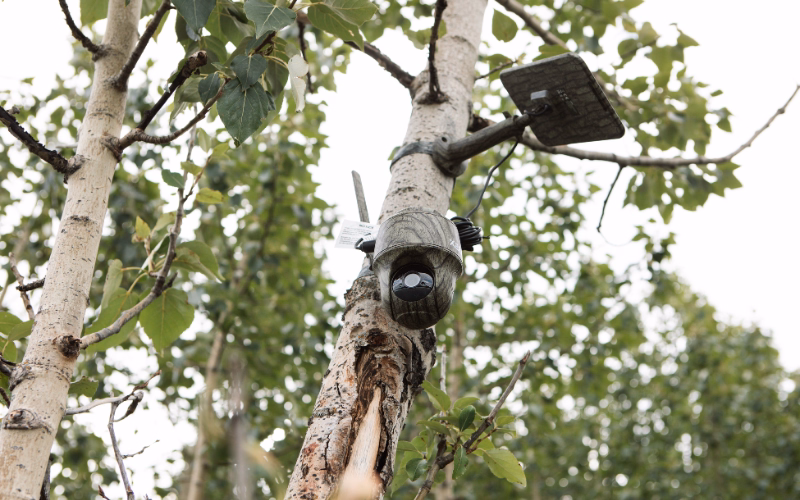 green forest camera installed on a white tree for tracking wildlife and planting progress