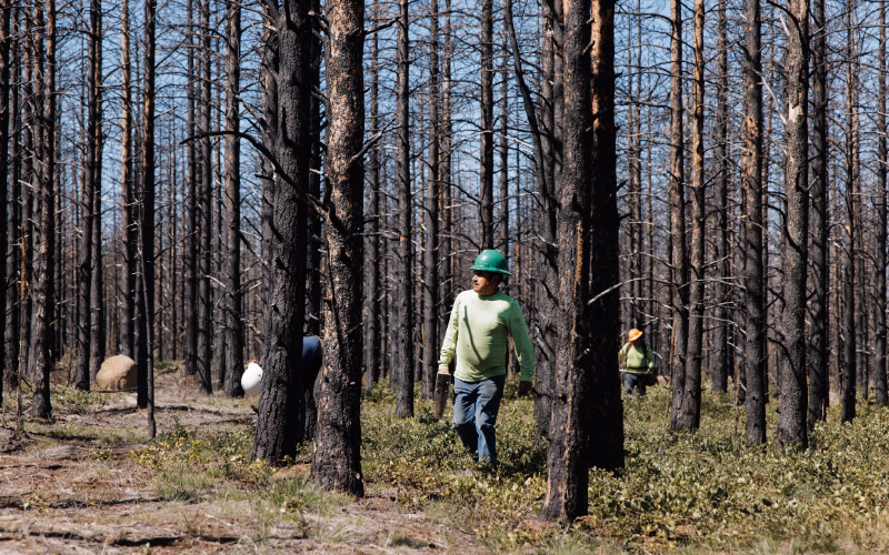 A tree planter in green casket and green shirt walking between the burnt trees at a post-wildfire restoration site