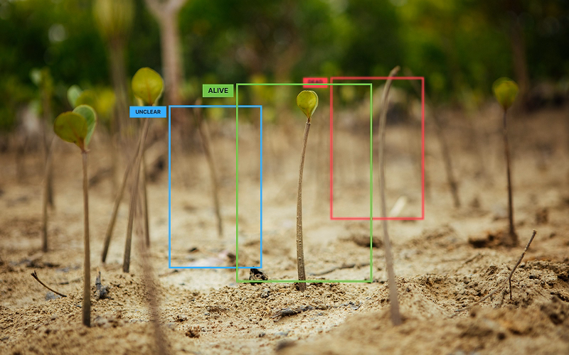 Mangrove saplings are captured in separate digital boxes depending on their survival status