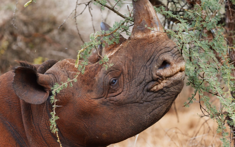 Black rhino in Tanzania, Kisima lives in a heavily protected sanctuary in Mkomazi National Park
