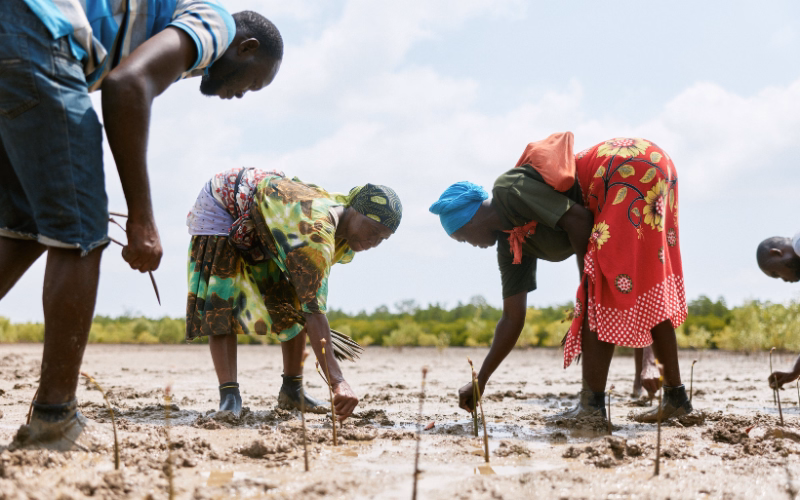 Four local planters in colourful clothes putting mangrove propagules in the ground at mangrove site in Kenya