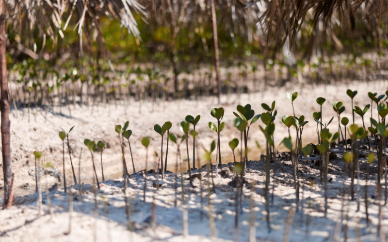 Young mangroves growing on site in East Africa