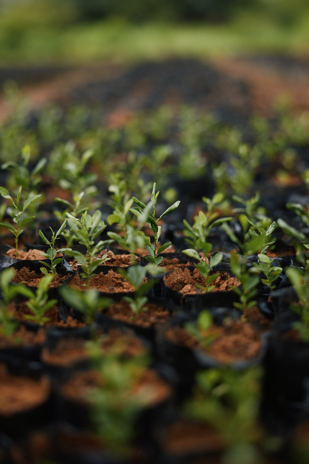Rows of green seedlings in soil