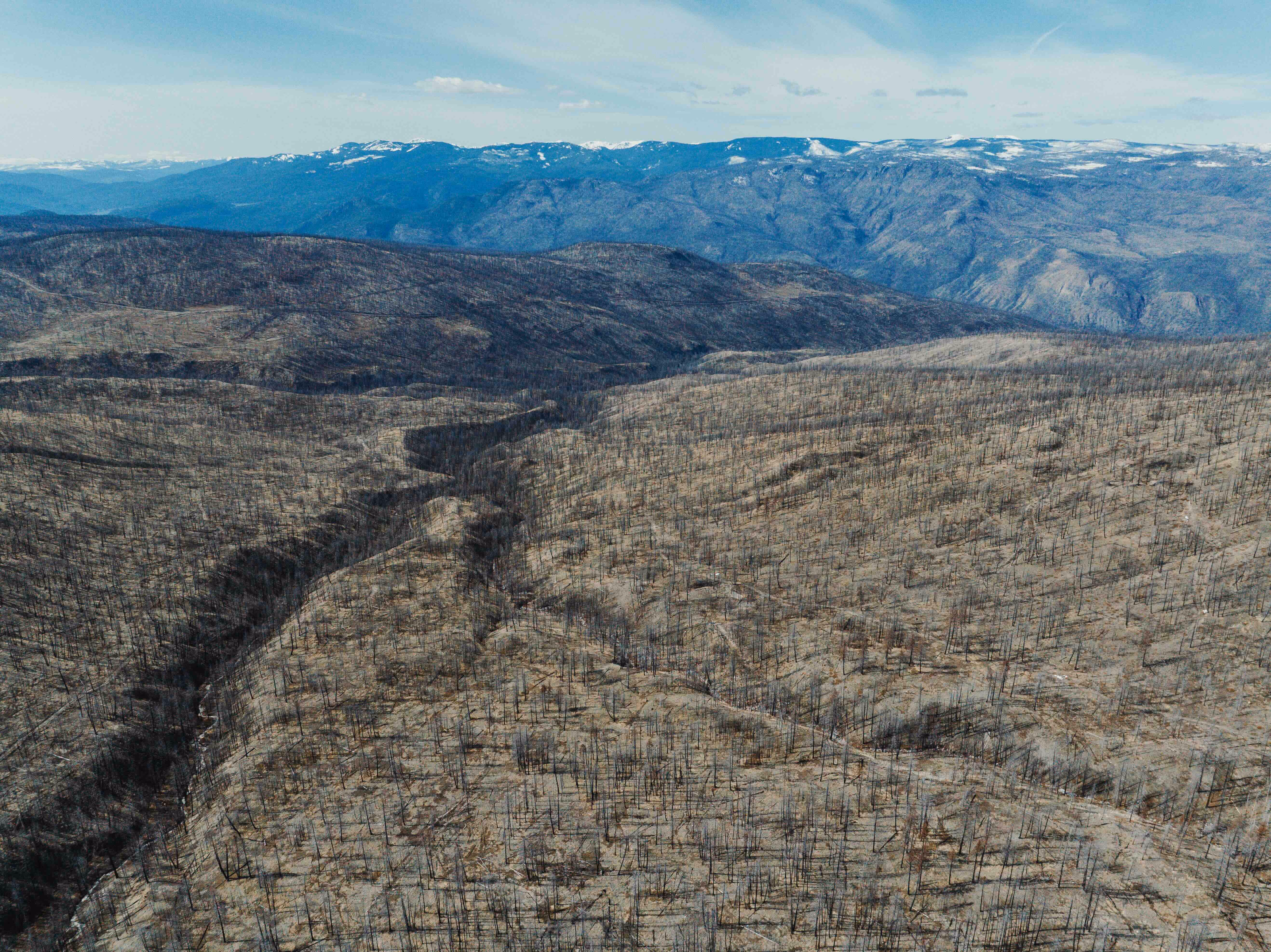 Manulife Impact Forest in British Columbia, where new trees are being planted to restore burnt areas. The Nicola Watershed suffered extensive wildfire damage, affecting over 25,000 hectares of forest. 