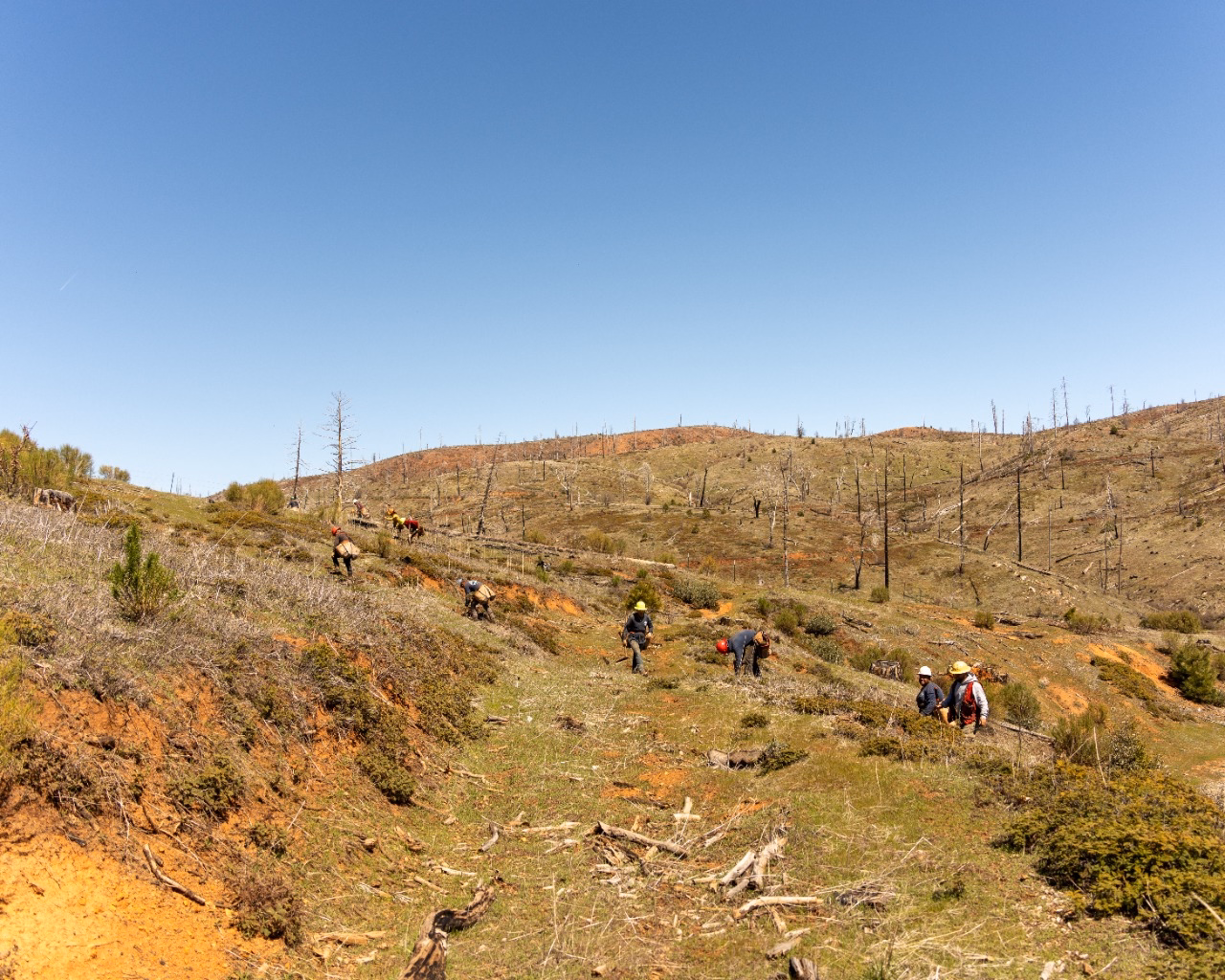 Manulife Impact Forest in California. Following the 2013 Rim Fire, restoration efforts are underway. 