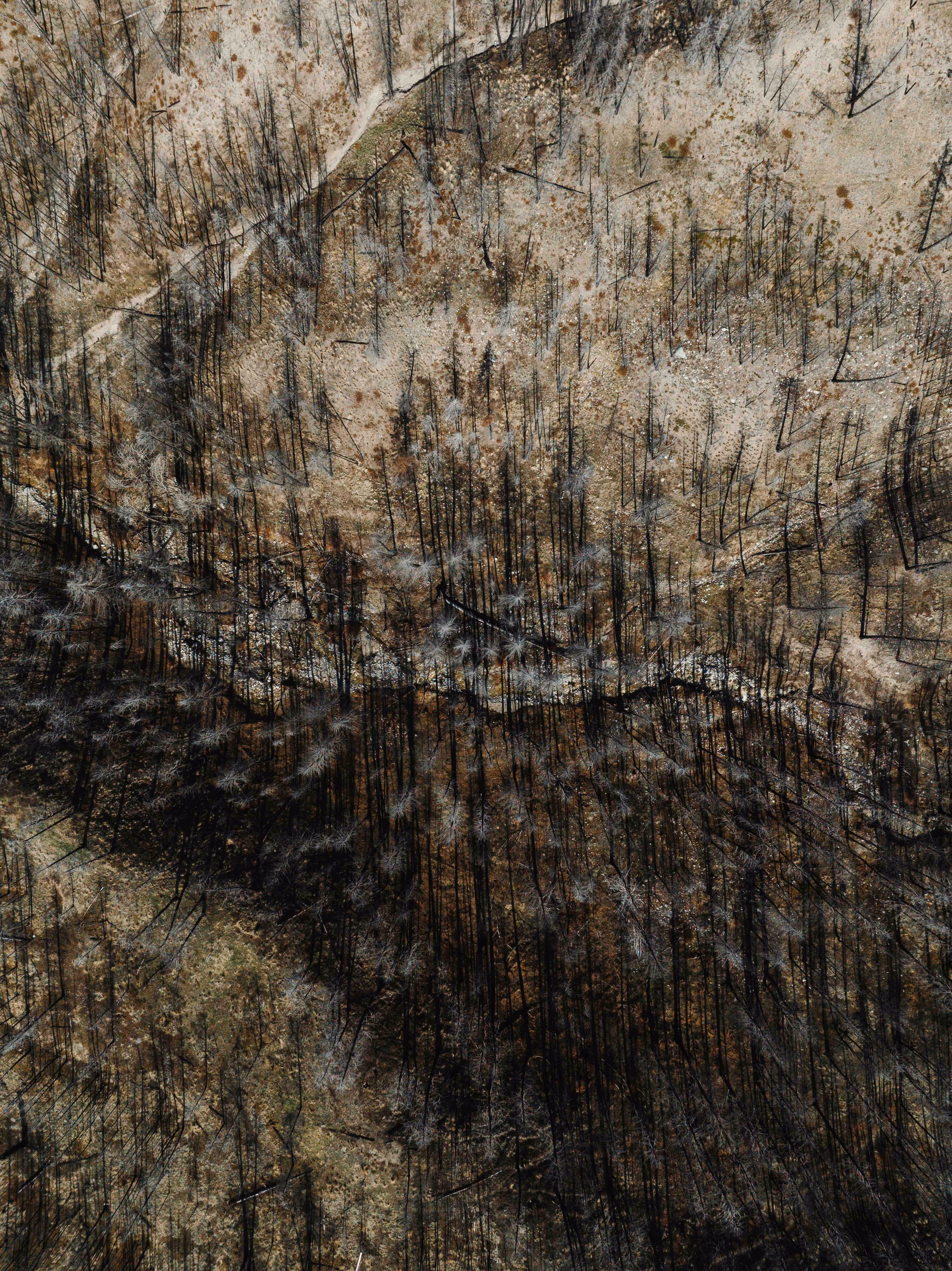 Manulife Impact Forests are a global forest restoration initiative. 