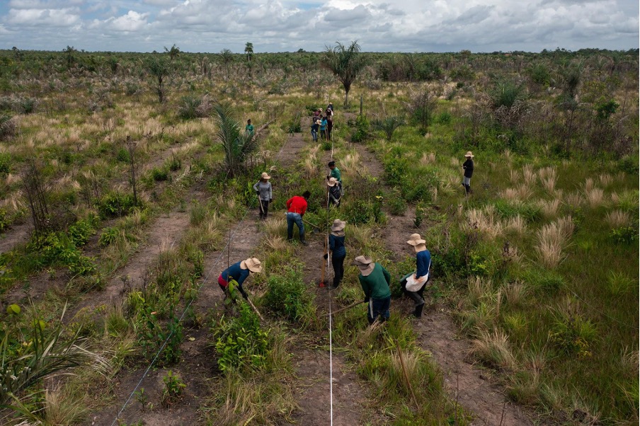 People planting trees in a restoration site