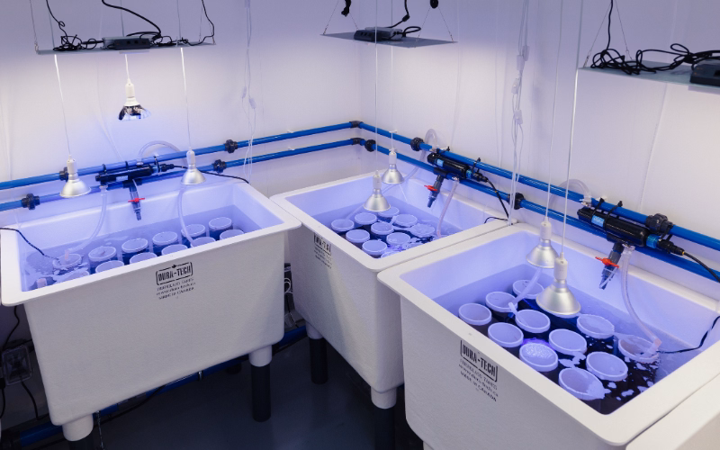 Three white kelp nursery tanks in a lab, filled with spools of kelp pained onto them
