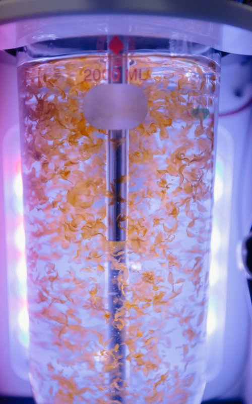 Young Nereocystis (Bull Kelp) Sporophytes are tumble cultured in an SBR