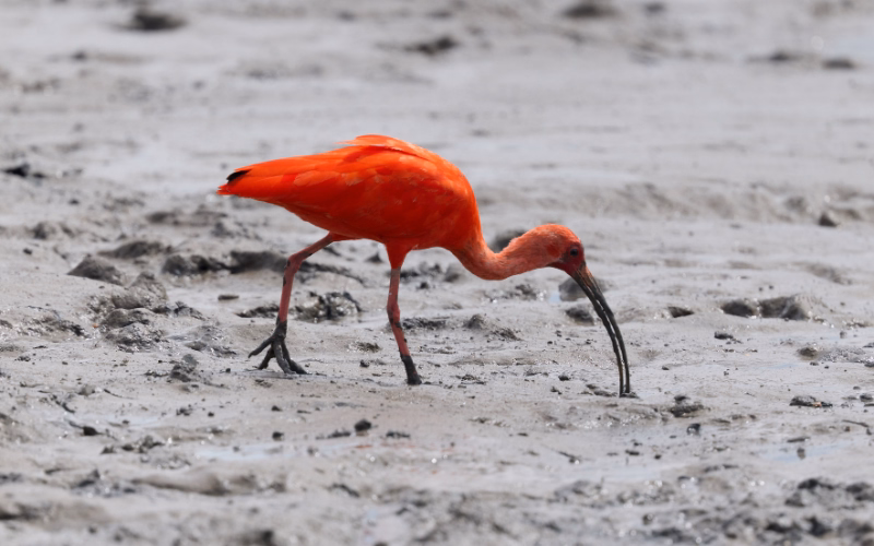 Red bird in the middle of muddy coastal restoration site in Brazil. 
