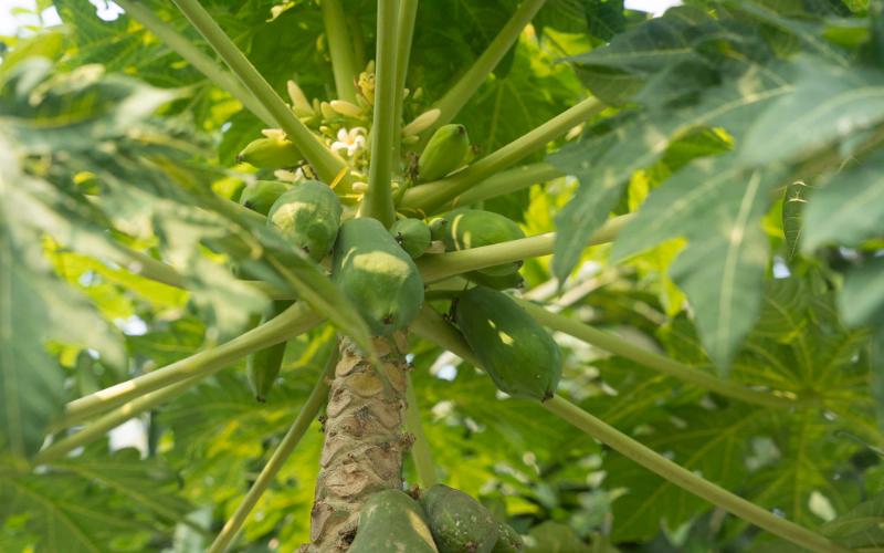 Green fruit trees growing across gardens in India