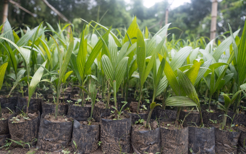 Potted saplings in the nursery