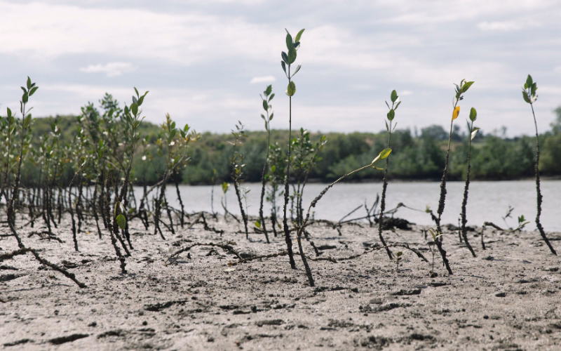 Young mangrove seedlings grow along a muddy shoreline with dense mangrove forest visible across the water.