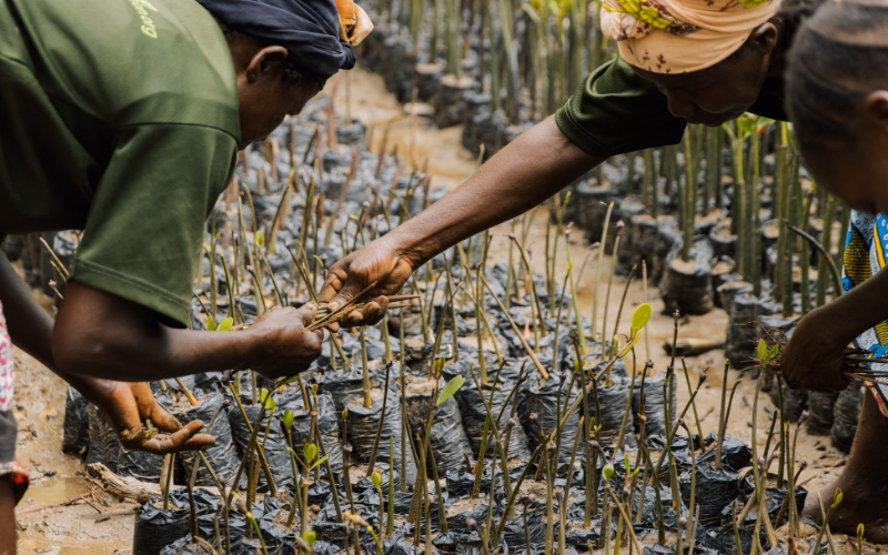 Two people handle mangrove seedlings in black nursery bags, preparing them for planting.