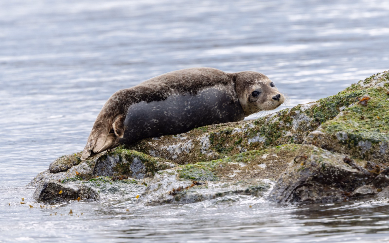 Harbor seal resting on rocks near a veritree kelp forest restoration site