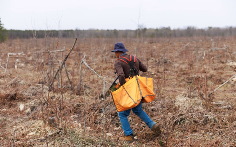 planter carrying seedlings across a forest restoration site in Michigan