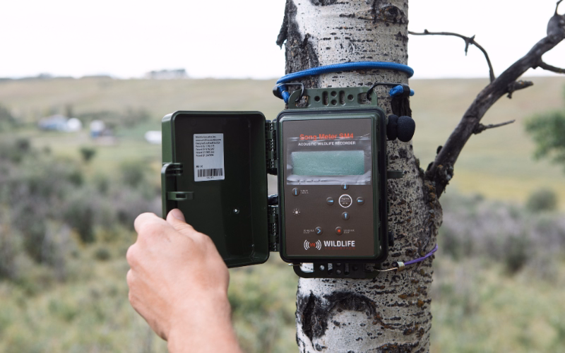 Bioacoustic sensor attached to a tree, used to record bird calls at a veritree restoration site