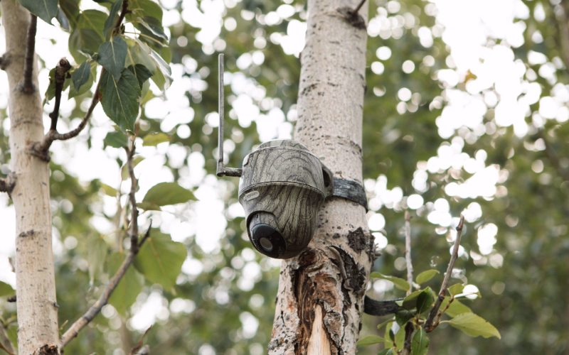 Trail camera mounted on a tree at a veritree restoration site to monitor wildlife activity
