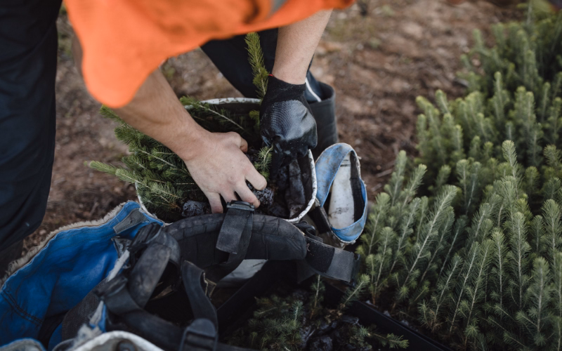 Field worker packing tree seedlings into a planting bag.
