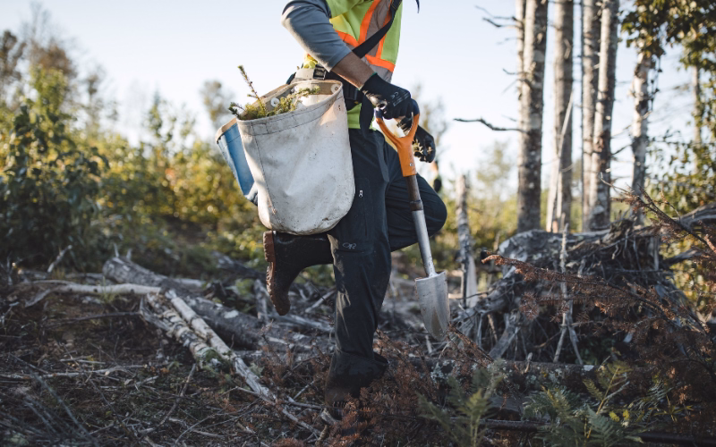 Field worker carrying a planting bag through a post-wildfire restoration site.
