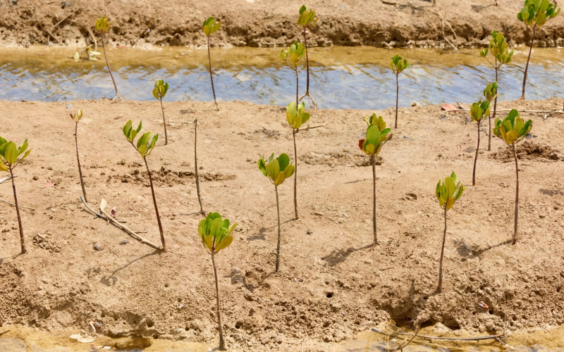 Young mangrove seedlings planted along a tidal shoreline