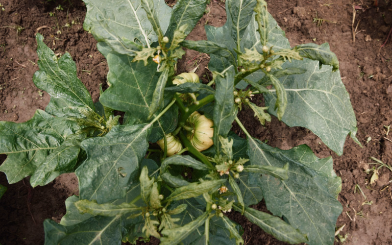 Close-up of a crop plant growing within an agroforestry field