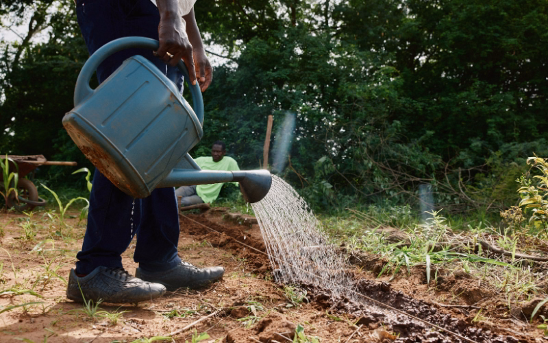 Field worker watering young seedlings at a restoration site