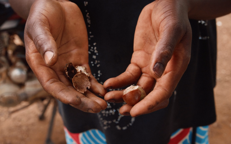 Hands holding tree seed pods at a veritree agroforestry restoration site.