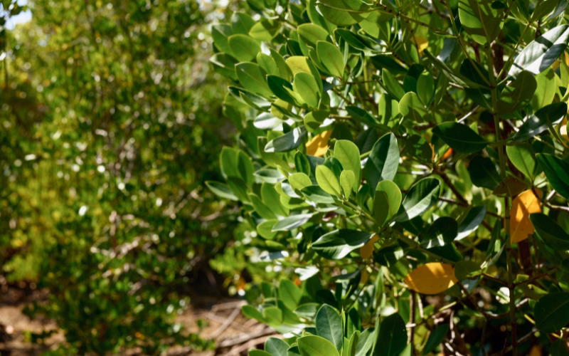 Close-up of mangrove leaves at a veritree mangrove restoration site