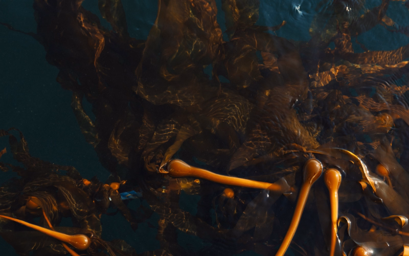 Underwater view of kelp forest restoration at a veritree project site