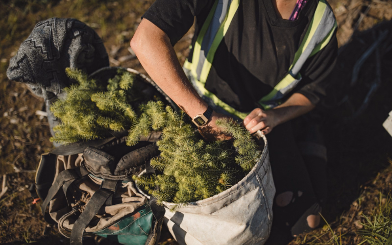 Field worker holding a bag of tree seedlings ready for planting