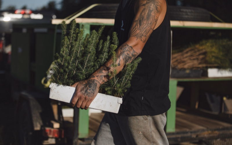 Tree planter carrying a tray of tree seedlings at a planting site