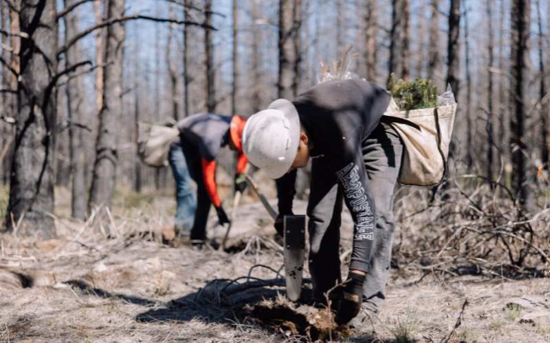 A worker in a white hard hat plants a tree sapling among burned tree trunks during post-wildfire restoration