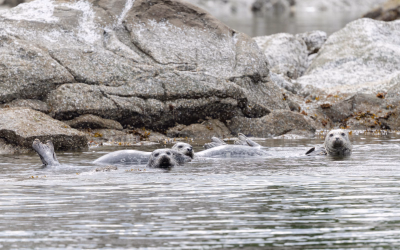 Three harbor seals swimming near a rocky shoreline at a coastal restoration site.