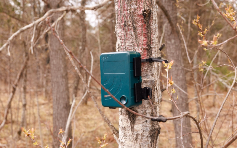 A green environmental monitoring sensor mounted on a tree trunk in a restoration forest.