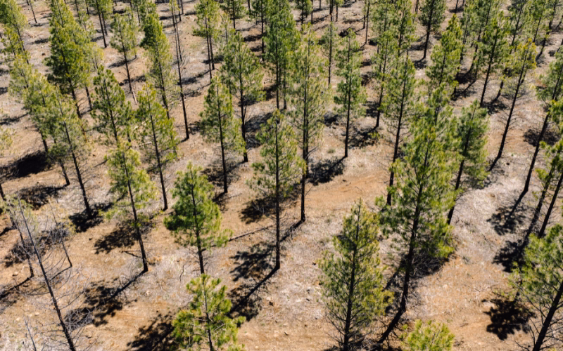Aerial close-up of young pine trees growing among charred tree stumps after a wildfire.