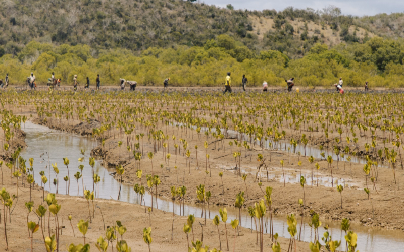Rows of young mangrove seedlings planted along a tidal channel with planters in the background.