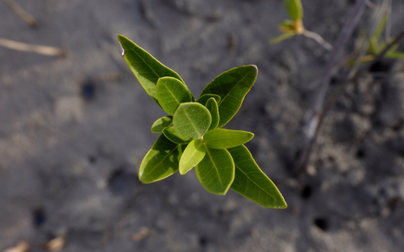 Close-up of a young green seedling with glossy, pointed leaves growing from gray, muddy sediment in Maranhão, Brazil.