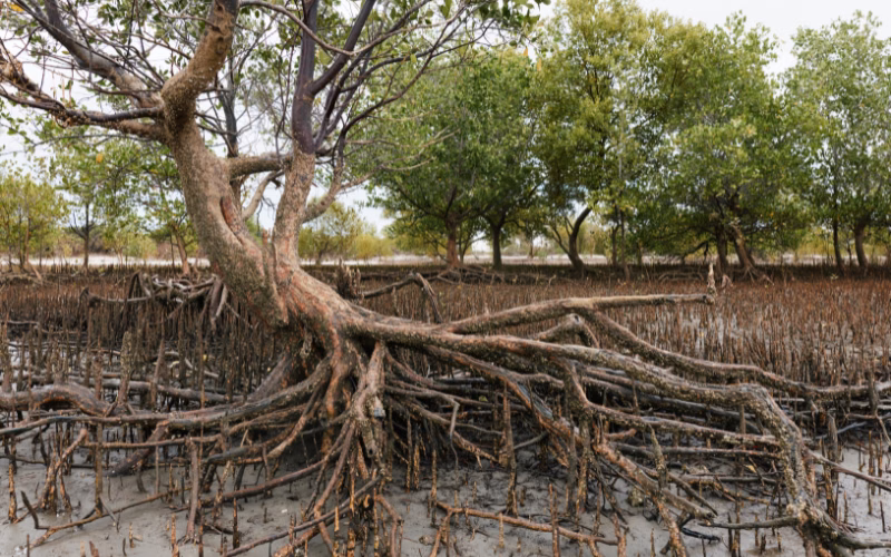 Exposed roots of a mature mangrove tree rising from muddy ground in a coastal forest in East Africa