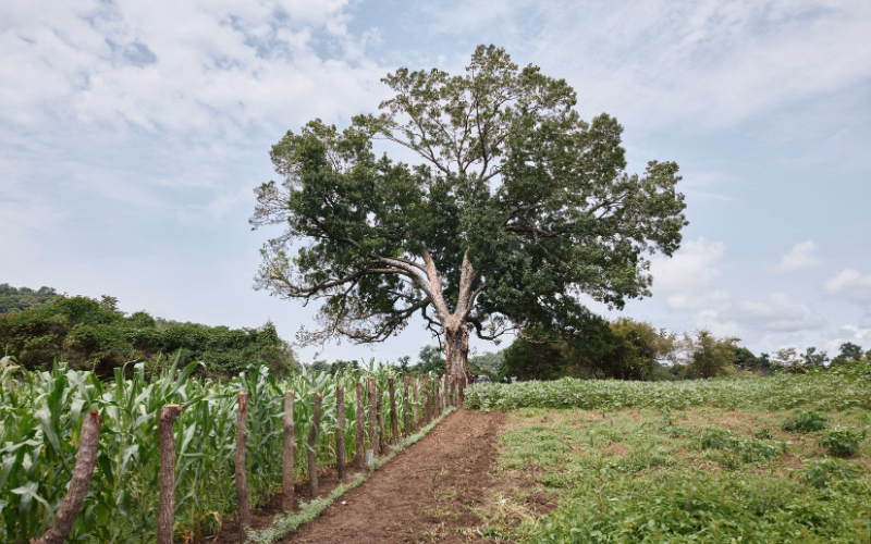 Large tree standing beside a maize field and fenced farmland at an agroforestry project in Senegal