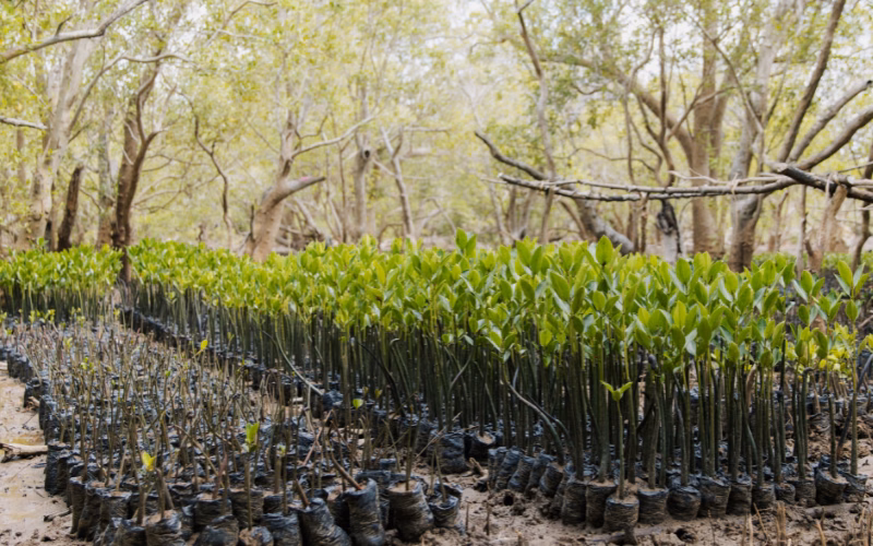Rows of young mangrove seedlings in black planting bags with mature mangrove trees behind them in East Africa