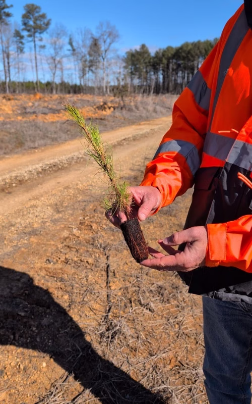  Worker in an orange hi-vis jacket holds a pine seedling and its root plug beside a cleared dirt road in South Carolina.